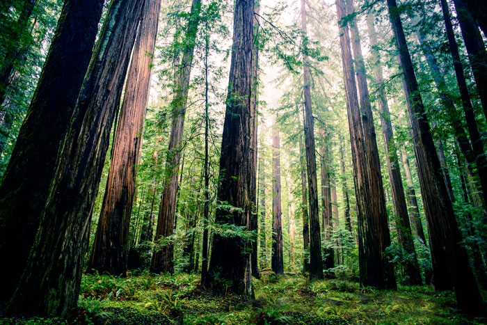 redwood-grove